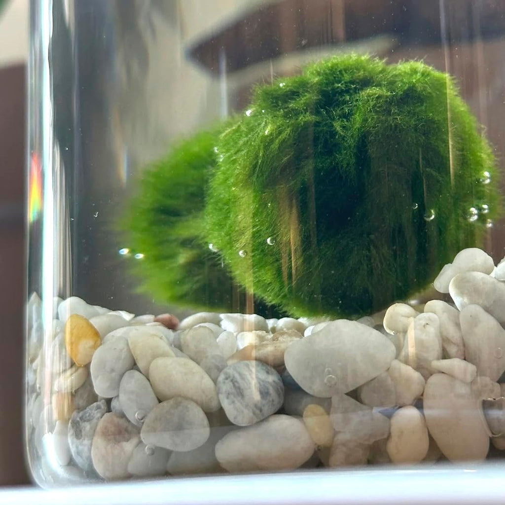 Dettaglio ravvicinato della soffice alga a palla Marimo immersa nell'acqua limpida del vaso di design.