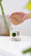 Marimo originale Kaki in vaso di vetro con tappo di sughero e fondale decorativo su sfondo bianco.