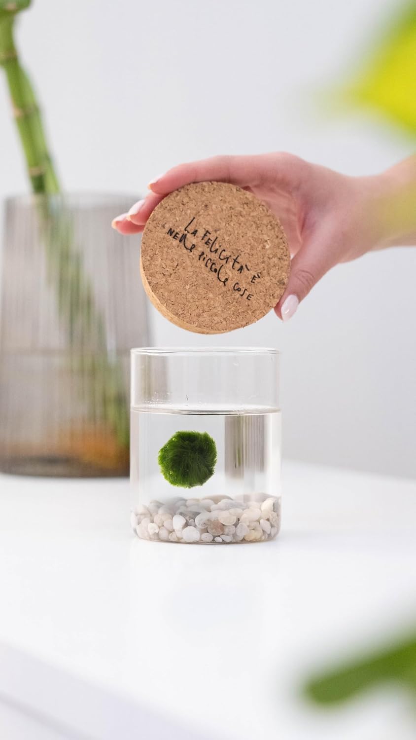 Marimo originale Kaki in vaso di vetro con tappo di sughero e fondale decorativo su sfondo bianco.
